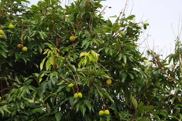 拉拉山水蜜桃